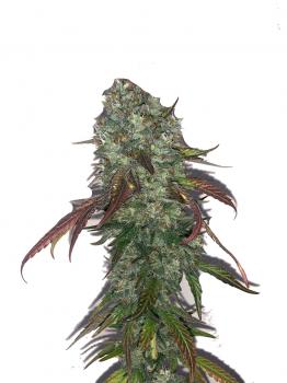 Auto Sweet Madness