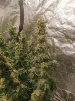 Sweet Mandarine Zkittlez F1 Fast Version - картинка 2
