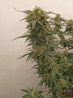 Super Critical Auto - картинка 1
