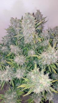 Apple Strudel Auto - картинка 4