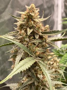 Papaya Cookies Auto fem