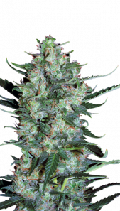 Auto White Russian