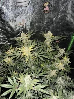 Super Silver Haze - картинка 2