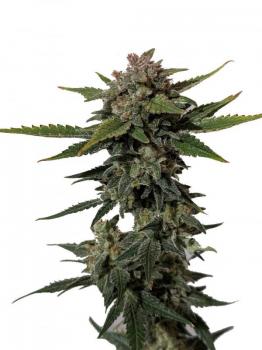 Trainwreck Auto