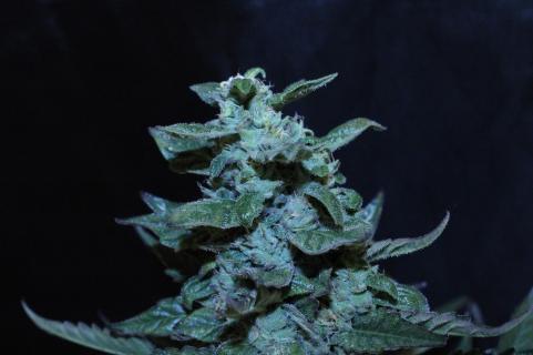 El Dorado OG - картинка 2