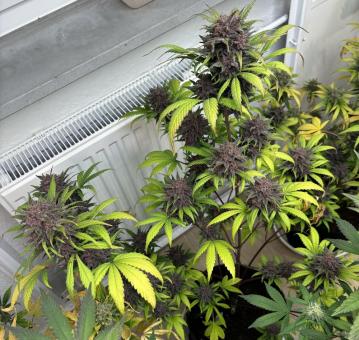 Tropicana Cookies Auto - картинка 2