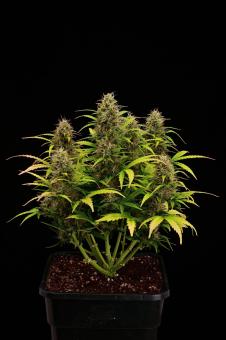 Superior XXL Auto Mix - картинка 2