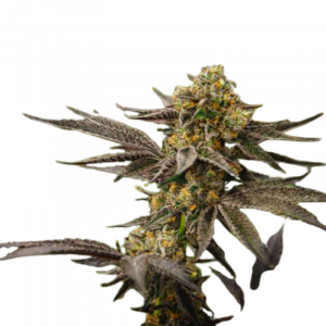 Grandpa`s Diesel genetics