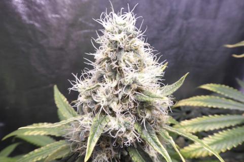 Galaxy CBD - картинка 3