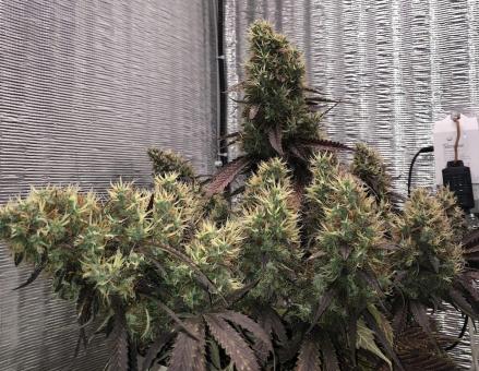 White Widow Auto - картинка 3