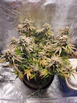 Northern Lights Auto - картинка 5