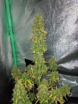 Critical Jack Herer Auto - картинка 3