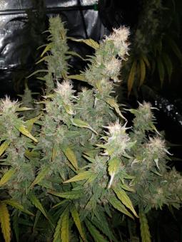 Hawaiian Snow - картинка 2