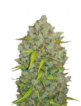 BubbleGum Auto fem