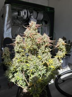 Stardawg Auto - картинка 5