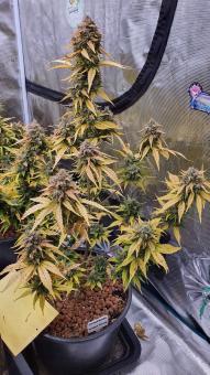 Sweet Skunk Auto - картинка 5