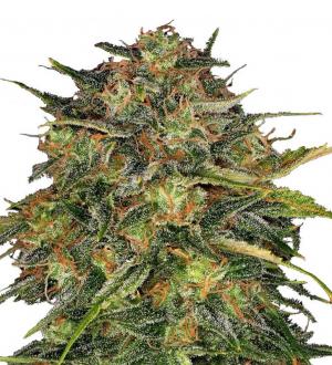 GH Cheese