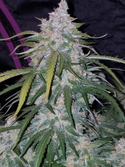 Pineapple Express Auto - картинка 6
