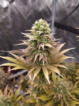 Sherbet Queen Auto - картинка 2