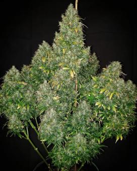 Critical Auto - картинка 1