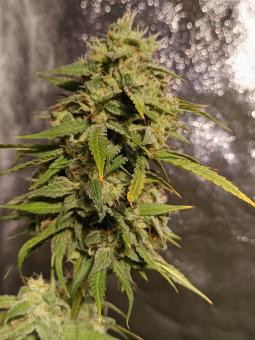Super Lemon Haze Auto - картинка 3