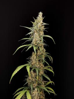 Diesel Fast F1 BX Regular - картинка 1