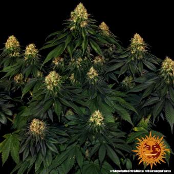 Skywalker OG Auto - картинка 4
