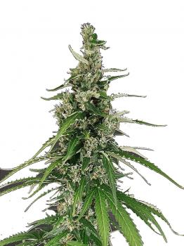 Critical Neville Haze 2.0
