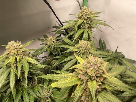 Tangie Auto - картинка 3