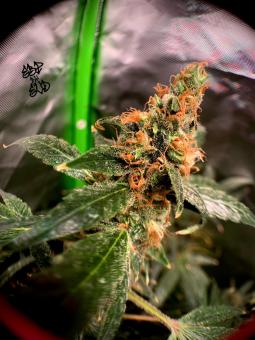 Diesel Fast F1 BX Regular - картинка 3