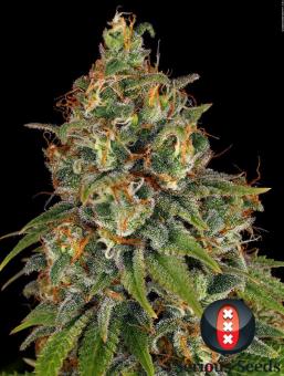 Strawberry AK - картинка 1