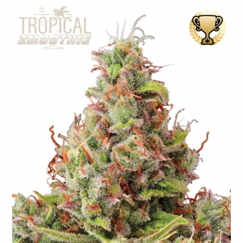 Tropical Zmoothie Auto - картинка 1