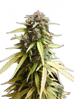 Wedding Glue Auto fem