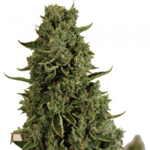 Doctor's Choice #1 Auto fem