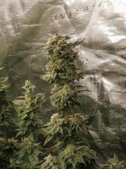 Sweet Mandarine Zkittlez F1 Fast Version - картинка 4