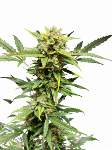 Auto Mandarin Cream XXL genetics