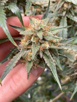 Papaya Cookies Auto - картинка 4