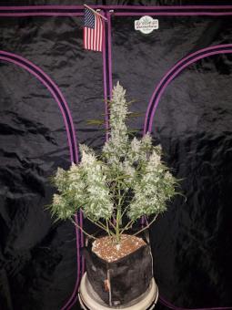Girl Scout Cookies Auto - картинка 4