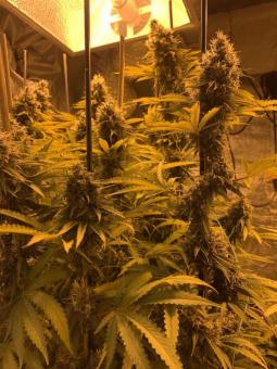 Double Og Haze - картинка 5