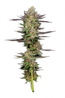 Mint Jelly Auto - картинка 3
