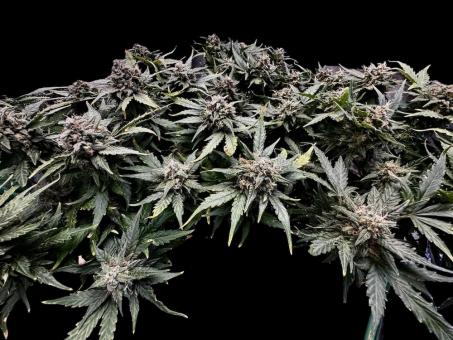 CBD Auto 1:1 (CBD Crack) - картинка 2