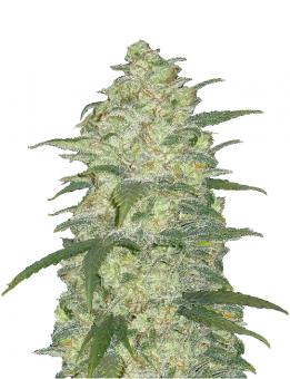 White Widow Auto XXL - картинка 1