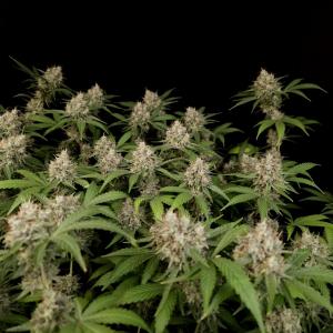 Gorilla Sherbet F1 Fast Version®