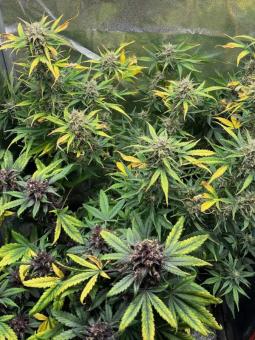 Buddha Auto Ak - картинка 4