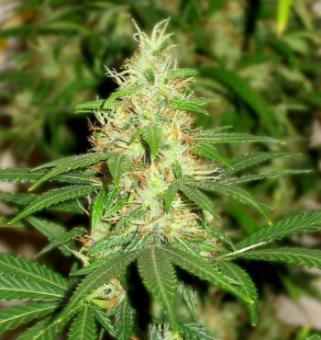 Master Kush Auto - картинка 8