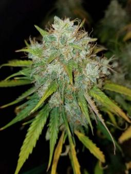 Buddha White Dwarf Auto - картинка 3