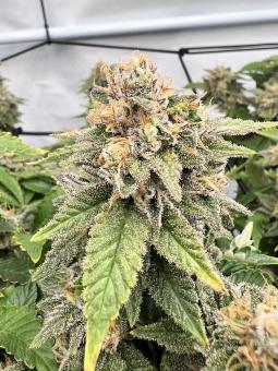 Lemon Skunk - картинка 1