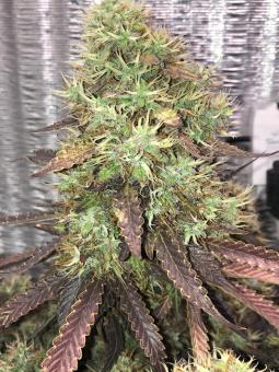 White Widow Auto - картинка 1