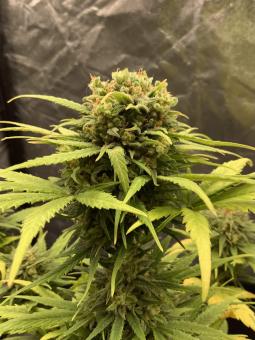 Black Jack Auto - картинка 1