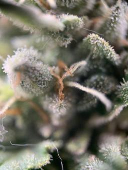 Fast Bud #2 Auto - картинка 4